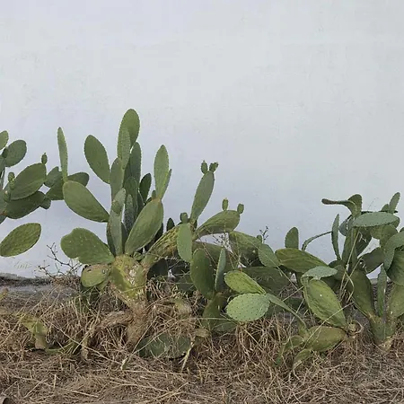 Masseria Delle Api Apartamento